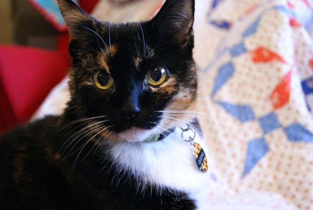 King David’s Crown quilt pattern in Cali & Co. fabric, made by That Crafty Cara (Cara Brooke) for Fat Quarter Shop