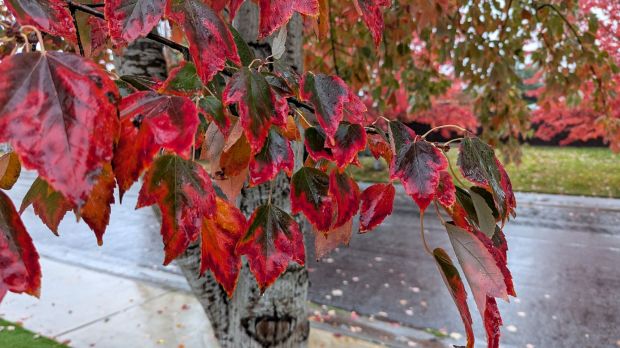 October rain on red maple leaves
