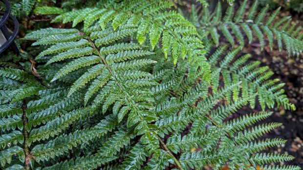 Raindrops dripping from green fern leaves in an autumn rainstorm