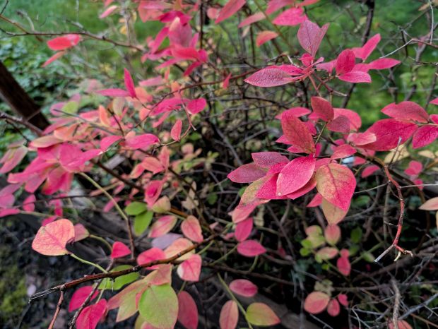 Blueberry bush leaves turning red in autumn